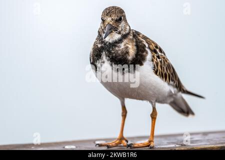 Am wenigsten Sandpiper (Calidris minutilla) auf einem Holzgeländer am Jacksonville Beach Pier an einem nebligen Morgen in Jacksonville Beach, Florida. (USA) Stockfoto