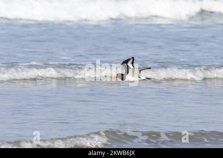 Oystercatcher [ Haematopus ostralegus ] fliegt tief über die seichte, brechende Welle an der Küste, Wales, Vereinigtes Königreich Stockfoto