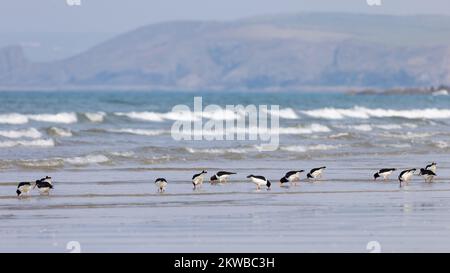 Gruppe der Austernarbeiter [ Haematopus ostralegus ], die sich in seichten, brechenden Wellen an der Küste mit Reflexion in Wasser ernähren, Wales, Vereinigtes Königreich Stockfoto