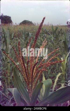 Oryza sativa, gemeinhin als asiatischer Reis oder Indica-Reis bekannt, ist die Pflanzenart, die im Englischen am häufigsten als Reis bezeichnet wird. Es handelt sich um die Art von gezüchtetem Reis, dessen Anbau weltweit am häufigsten ist, und wurde vor 13.500 bis 8.200 Jahren erstmals im Einzugsgebiet des Jangtse in China domestiziert. Als Getreidegetreide ist domestizierter Reis das am häufigsten konsumierte Grundnahrungsmittel für mehr als die Hälfte der Weltbevölkerung, Reis ist die wichtigste Nahrungsmittelpflanze im Hinblick auf die menschliche Ernährung und die Kalorienaufnahme.die traditionelle Methode zum Anbau von Reis überflutet die Felder. Stockfoto