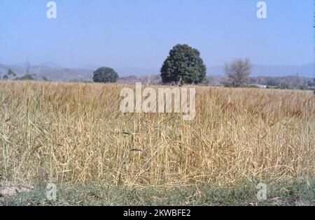 Weizen ist ein Gras, das für seine Samen weit verbreitet ist, ein Getreidegetreide, das weltweit ein Grundnahrungsmittel ist. Die Gattung Triticum besteht aus den vielen Weizenarten, wobei Weichweizen am weitesten verbreitet ist. Weizen ist ein Getreidekörner mit hohem Nährwert und breitem Anbau. Seit über 7 Jahrhunderten wird Weizen in vielen Ländern der Welt gezüchtet und geerntet. Die wichtigsten Weizenanbaustaaten Indiens sind Uttar Pradesh, Punjab, Haryana, Madhya Pradesh, Rajasthan, Bihar und Gujarat. Weizen wird auf 13 Prozent der Kulturfläche Indiens angebaut. Neben Reis ist Weizen das wichtigste Futtergetreide Indiens. Stockfoto