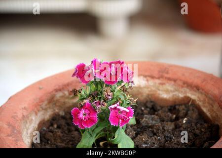 Dianthus myrtinervius (albanisches Rosa) in voller Blüte : (Pix SShukla) Stockfoto