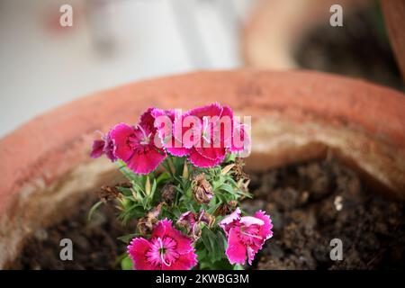 Dianthus myrtinervius (albanisches Rosa) in voller Blüte : (Pix SShukla) Stockfoto