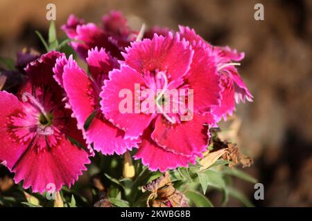 Dianthus myrtinervius (albanisches Rosa) in voller Blüte : (Pix SShukla) Stockfoto