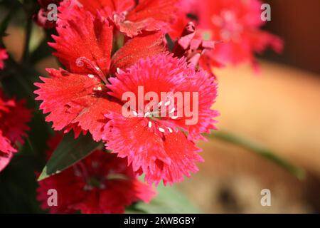 Dianthus myrtinervius (albanisches Rosa) in voller Blüte : (Pix SShukla) Stockfoto