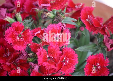 Dianthus myrtinervius (albanisches Rosa) in voller Blüte : (Pix SShukla) Stockfoto