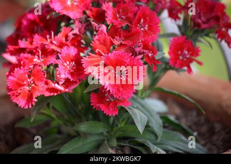 Dianthus myrtinervius (albanisches Rosa) in voller Blüte : (Pix SShukla) Stockfoto