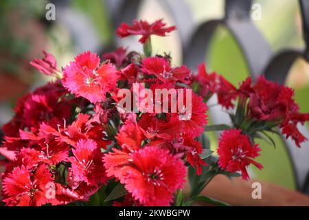 Dianthus myrtinervius (albanisches Rosa) in voller Blüte : (Pix SShukla) Stockfoto