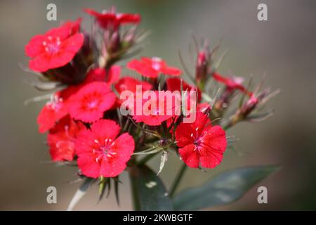 Dianthus myrtinervius (albanisches Rosa) in voller Blüte : (Pix SShukla) Stockfoto