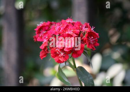 Dianthus myrtinervius (albanisches Rosa) in voller Blüte : (Pix SShukla) Stockfoto