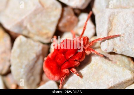 Alter staubiger großer Radlader Caterpillar Namibia Afrika Stockfoto