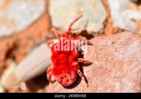 Alter staubiger großer Radlader Caterpillar Namibia Afrika Stockfoto