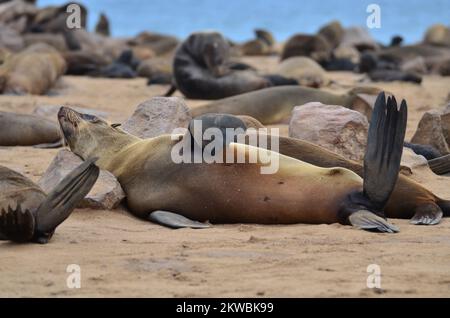 cape Cross Lazy Seal Reserve Namibia Afrika Stockfoto