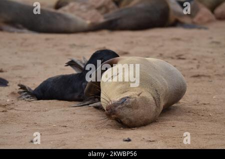 cape Cross Lazy Seal Reserve Namibia Afrika Stockfoto