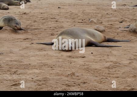 cape Cross Lazy Seal Reserve Namibia Afrika Stockfoto