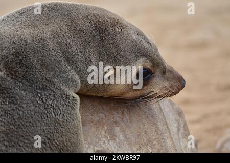 cape Cross Lazy Seal Reserve Namibia Afrika Stockfoto