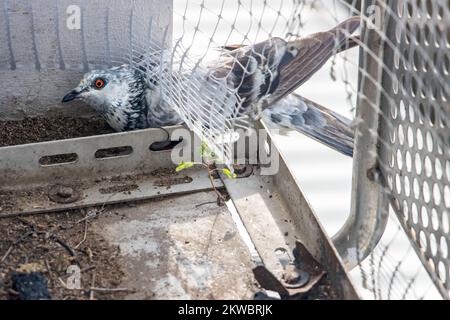 Die Taube kriecht unter das Schutzgitter auf einem Balkon und versucht, reinzukommen Stockfoto