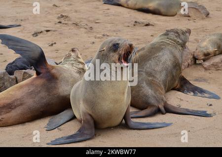 cape Cross Lazy Seal Reserve Namibia Afrika Stockfoto