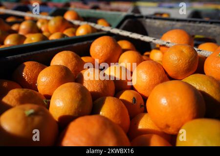 Frische, saftige natürliche Mandarinen, die gezüchtet und geerntet werden Stockfoto