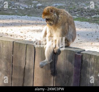Die Barbary Macaque (Macaca sylvanus) befindet sich über einem Graben und blickt hinunter Stockfoto