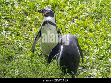 Auf dem grünen Gras stehen ein paar Humboldt-Pinguine (Spheniscus humboldti) Stockfoto