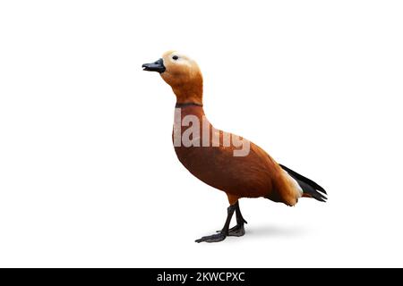 Seitenansicht eines ruddistigen Shelduck-Vogels, isoliert auf weißem Hintergrund Stockfoto