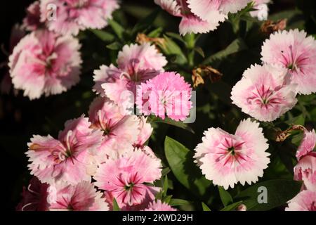 Garten Rosa Blumen (Dianthus plumarius) mit grünen Blättern: (Pix SShukla) Stockfoto