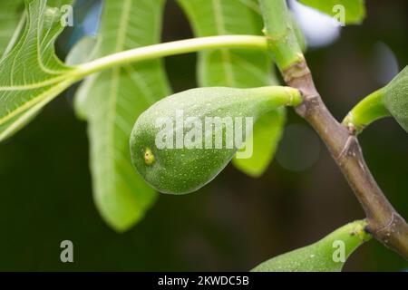 Reife Feigen auf dem Feigenbaum. Nahaufnahme der Frucht in ihrem unreifen Zustand. Ficus carica. Stockfoto