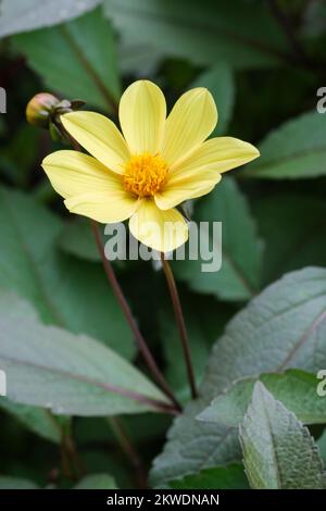 Dahlia Happy Single Party, HS Party, Happy Single Series, Single Dahlia, gelbe Blumen Stockfoto