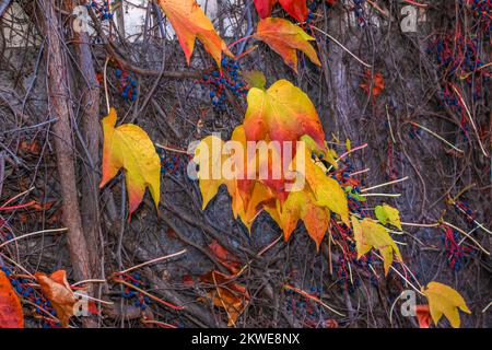 Kletterpflanze mit hellroten Blättern von Jungtrauben an der Wand im Herbst. Helle Herbstfarben. Parthenocissus trikuspidata oder Boston Efeu Stockfoto