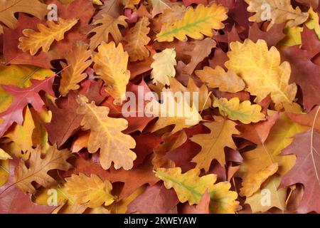 Herbsthintergrund - getrocknete braune, rote, lila, orange, gelbe Eichenblätter. Draufsicht Stockfoto