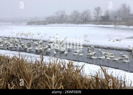 WEIHAI, CHINA - 30. NOVEMBER 2022 - Whooper-Schwäne spielen im Schnee im Wetland Swan Lake in Weihai City, Ostchina-Provinz Shandong, 30. November 2022. Stockfoto