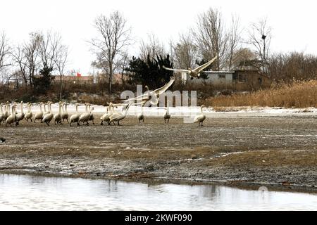 WEIHAI, CHINA - 30. NOVEMBER 2022 - Whooper-Schwäne spielen im Schnee im Wetland Swan Lake in Weihai City, Ostchina-Provinz Shandong, 30. November 2022. Stockfoto