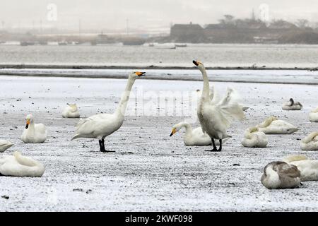 WEIHAI, CHINA - 30. NOVEMBER 2022 - Whooper-Schwäne spielen im Schnee im Wetland Swan Lake in Rongcheng, Ost-Chinas Provinz Shandong, 30. November 202 Stockfoto