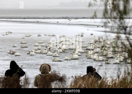 WEIHAI, CHINA - 30. NOVEMBER 2022 - Whooper-Schwäne spielen im Schnee im Wetland Swan Lake in Rongcheng, Ost-Chinas Provinz Shandong, 30. November 202 Stockfoto