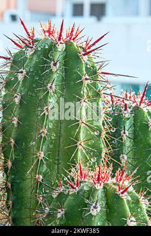 Strümpfe aus Cereus cactus mit roten, jungen, scharfen Spitzen und vielen Regentropfen darauf Stockfoto