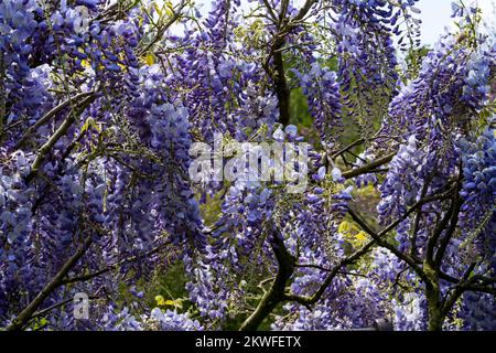 Wisteria Sinensis Wisteria Wisterai (Chinesischer Wisterai) ein Laubweinchen der Erbsenfamilie, der im Frühjahr wegen seiner bunten Blüten weithin gräbt, Stockfoto