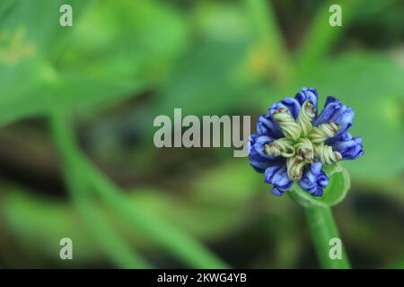 Blühende Agapanthus oder Lily vom Nil. Queensland, Australien. Schließen. Stockfoto