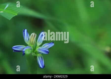 Blühende Agapanthus oder Lily vom Nil. Queensland, Australien. Schließen. Stockfoto