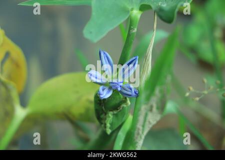 Agapanthus, oder die Lilie auf dem Nil. Queensland, Australien. Close Up. Stockfoto