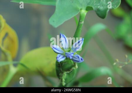 Agapanthus, oder die Lilie auf dem Nil. Queensland, Australien. Close Up. Stockfoto