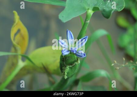 Agapanthus, oder die Lilie auf dem Nil. Queensland, Australien. Close Up. Stockfoto