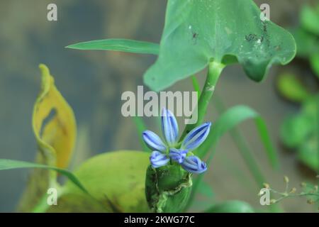 Agapanthus, oder die Lilie auf dem Nil. Queensland, Australien. Close Up. Stockfoto