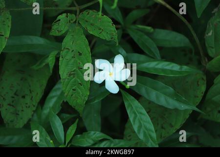 Sampaguita Jasmine Nationalbaum der Republik der Philippinen, Weiße Sampaguita Jasmine oder Arabische Jasmine Blüten mit Morgenlicht. Stockfoto