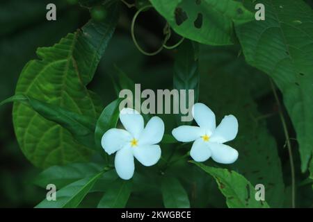 Jasminblüten (Jasminum polyanthum) im Park oder Garten. Tropisches Grün hinterlässt einen natürlichen Hintergrund. Gruppe weißer Sampaguita Jasmine oder Stockfoto