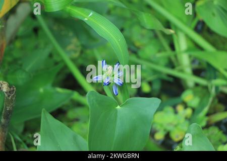 Schöne Blume. Blauer Agapanthus. Agapanthus ist eine Gattung von Stauden, die im Sommer meist blühen. Agapanthus wird gemeinhin als Lilie o bezeichnet Stockfoto