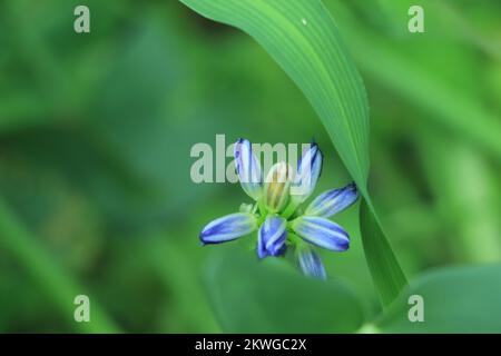 Schöne Blume. Blauer Agapanthus. Agapanthus ist eine Gattung von Stauden, die im Sommer meist blühen. Agapanthus wird gemeinhin als Lilie o bezeichnet Stockfoto