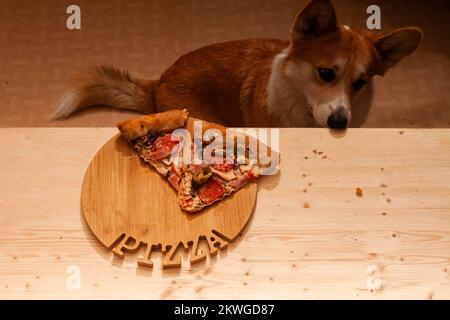 Ein süßer Pembroke Corgi will ein Stück Pizza vom Tisch essen. Hundeleben. Stockfoto