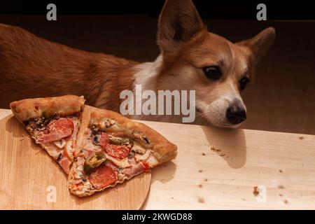 Ein süßer Pembroke Corgi will ein Stück Pizza vom Tisch essen. Hundeleben. Stockfoto