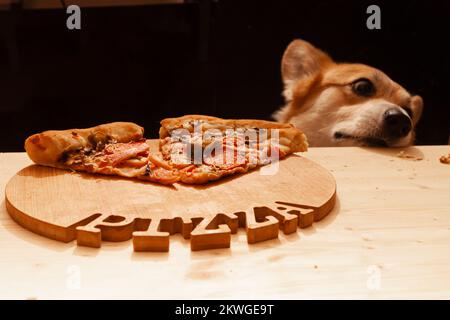 Ein süßer Pembroke Corgi will ein Stück Pizza vom Tisch essen. Hundeleben. Stockfoto